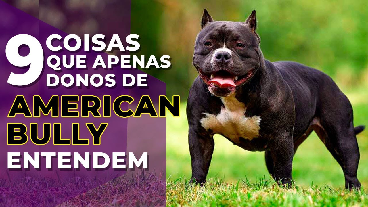 🐶 9 Coisas Que Apenas Donos de Cães American Bully Entendem