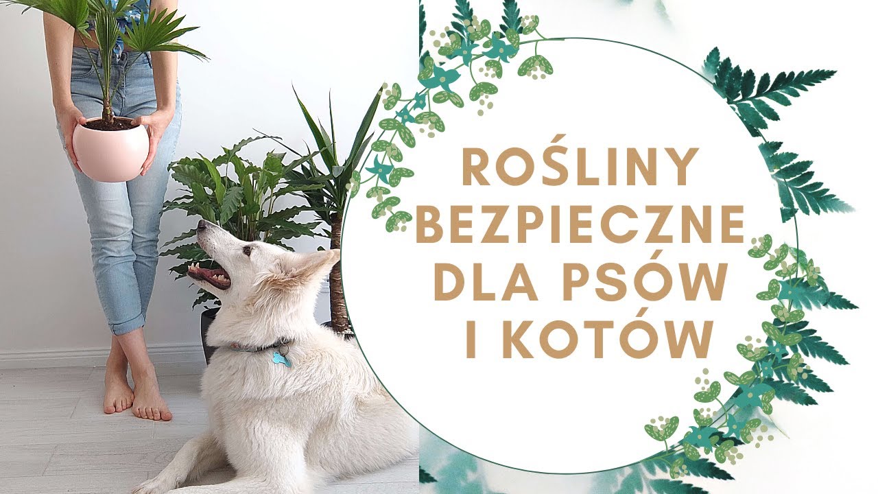 🌿 Rośliny bezpieczne dla psa i kota 🐶😻 DO 50 ZŁ !!!