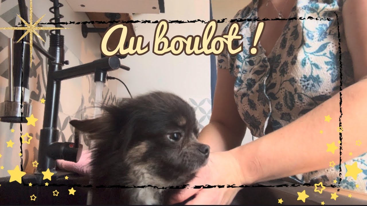 ON S’OCCUPE DES GRANDS POILUS #teckel #cavalierkingcharles #chihuahua #cheval #chiots 