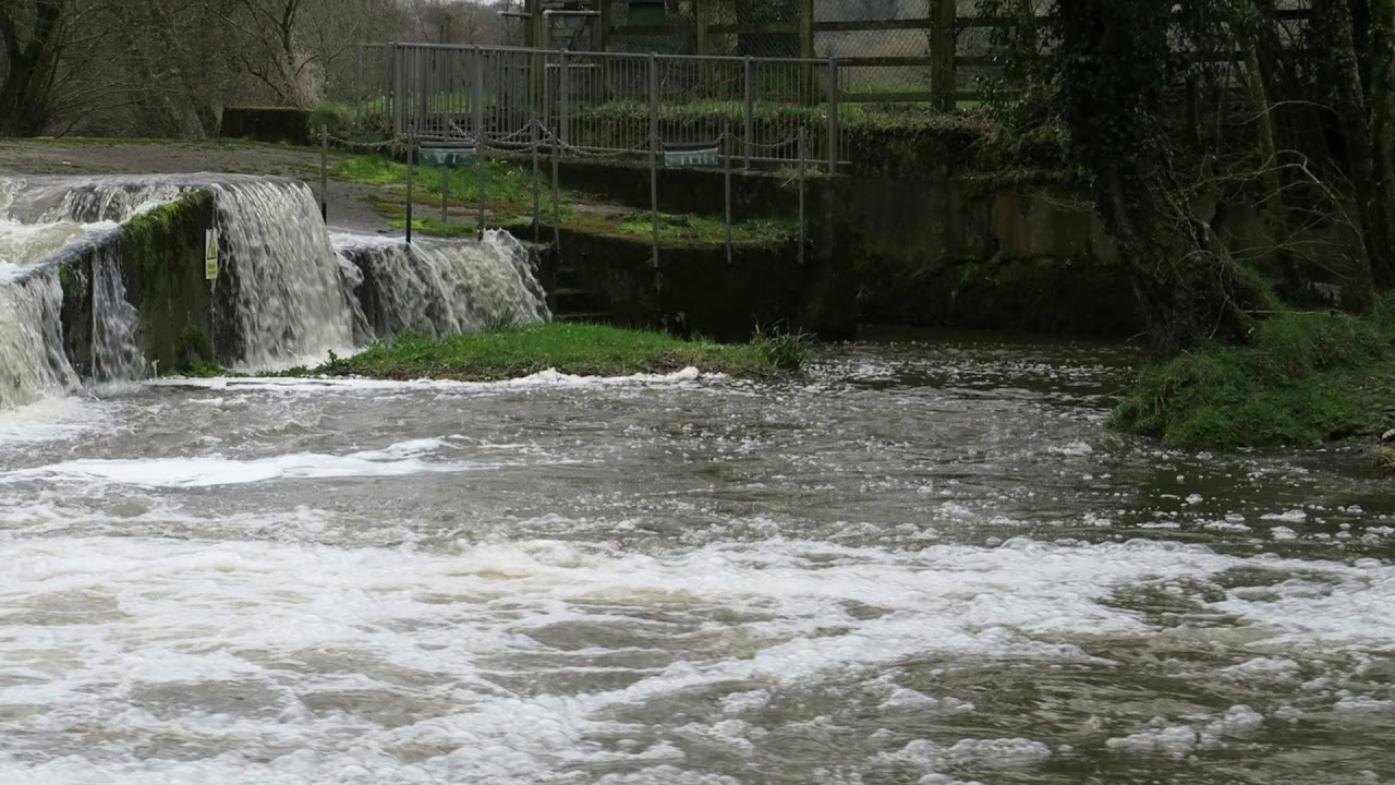 A river Lyd otter, spring fishing at the Arundell Arms Hotel