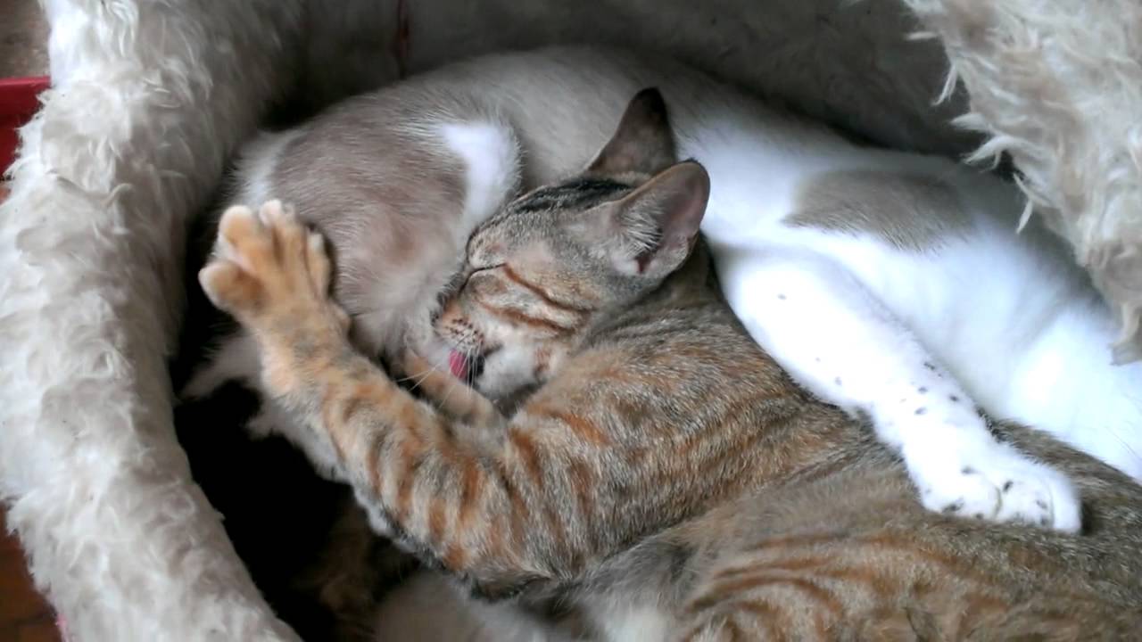 生後４か月の子猫、まだミルクを飲む　big kitten still drinks mom's milk