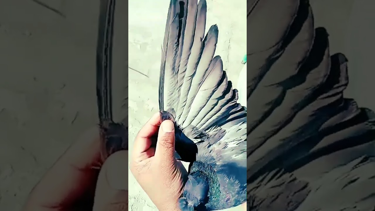 Newpigeon, Trytocatchlovebirds, Lovebirdsandpigeon, Lovebirdsandpigeons, Trytocatchnewpigeon,