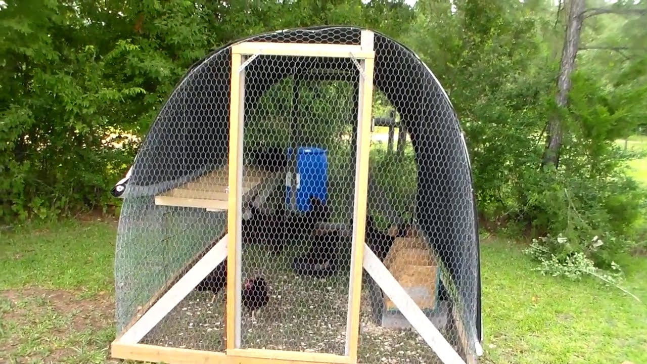 The chicken's new 