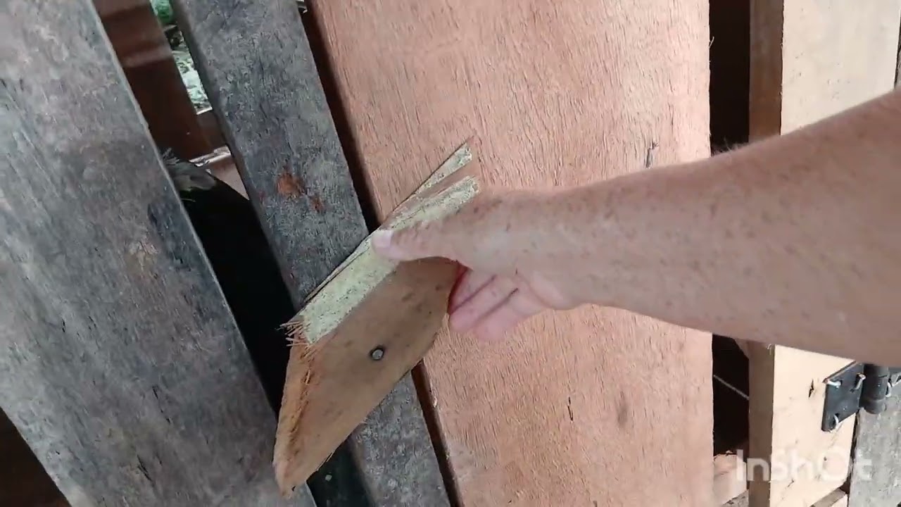 Tratando  dos frango  será que Elis vom gosta 