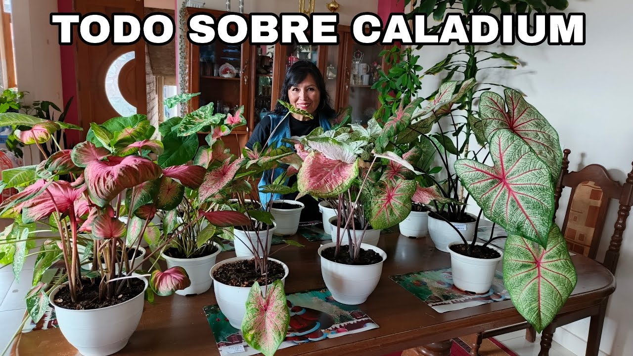Lo que no te dicen de los Caladiums, mi colección completa 