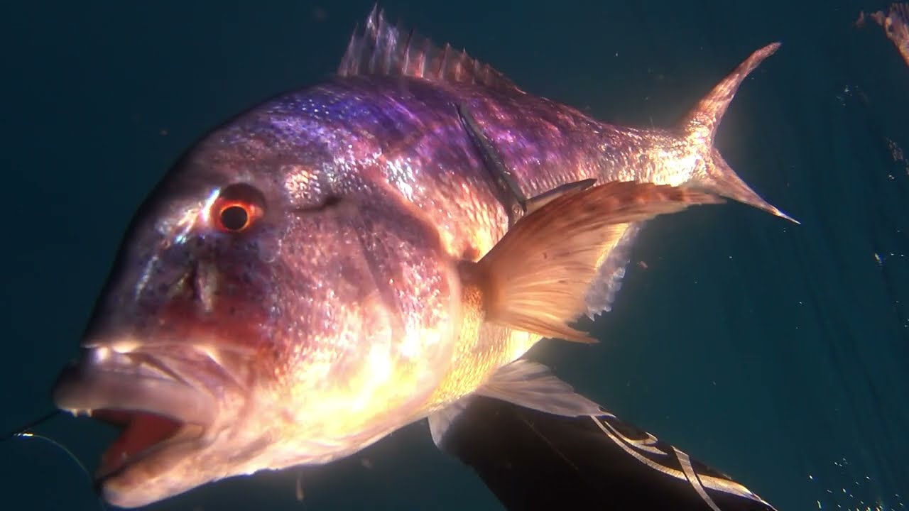 🔱Ψαροντούφεκο ρηχό & βαθύ🔱Spearfishing Sakis Tsonis🔱