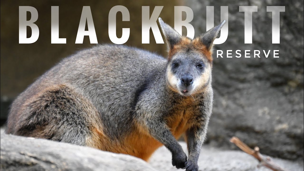 A Day with nature and native wild life at Blackbutt Reserve: Newcastle | NSW