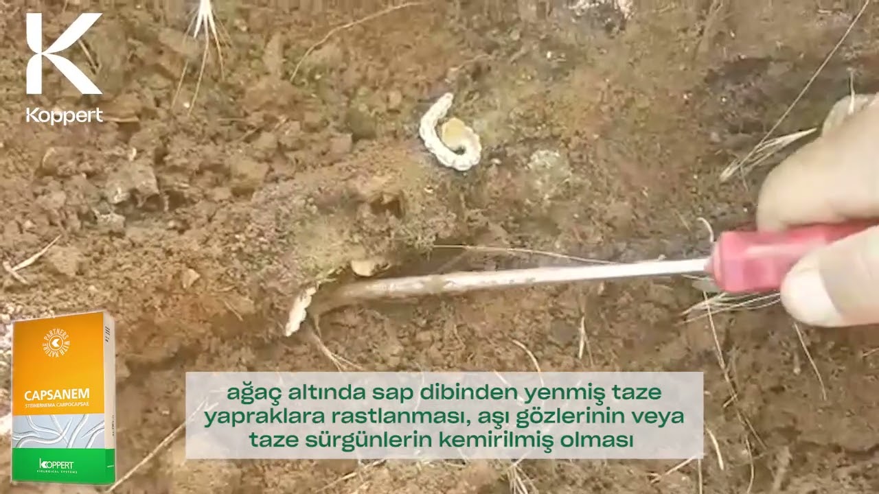 Bitki köklerinizi Capnodislerden koruyan güç Koppert Capsanem