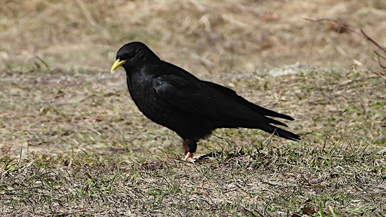 Alpine Chough - Alpendohle - Pyrrhocorax graculus