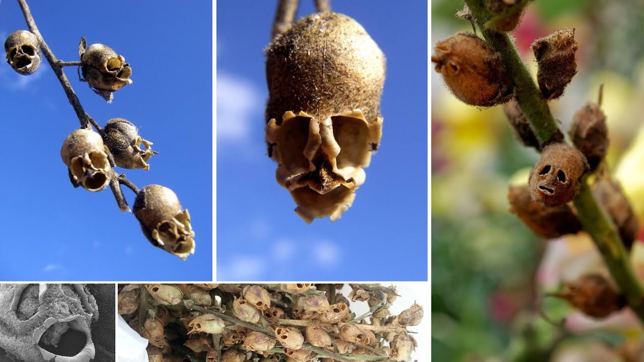 FLORES REALES ASOMBROSAS QUE PARECEN OTRA COSA
