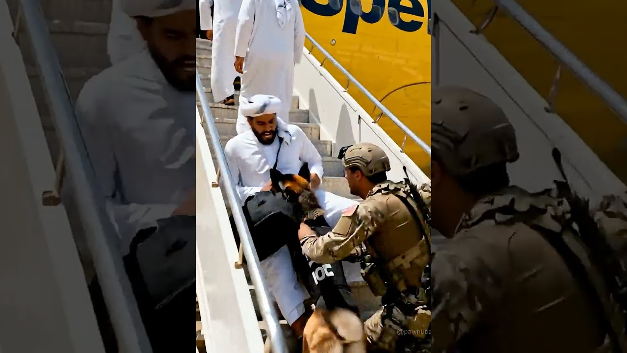 Hero K9 German Shepherd Dog Rushes To Three Suspects On A Flight! Then...