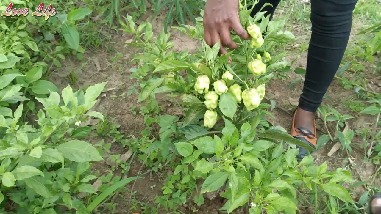 Growing Pepper in Uganda Part 17 | Growing Healthy Pepper in a very cold and dump place
