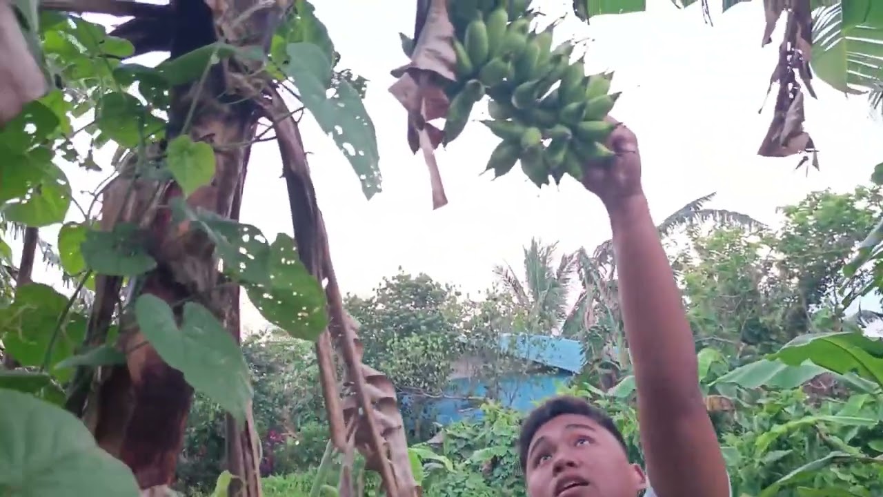 May nag latag ng dahon ng saging sa gitna ng sagingan nakoopo🤣🤦‍♀️. #DenzelinMauban #quezonprovince 