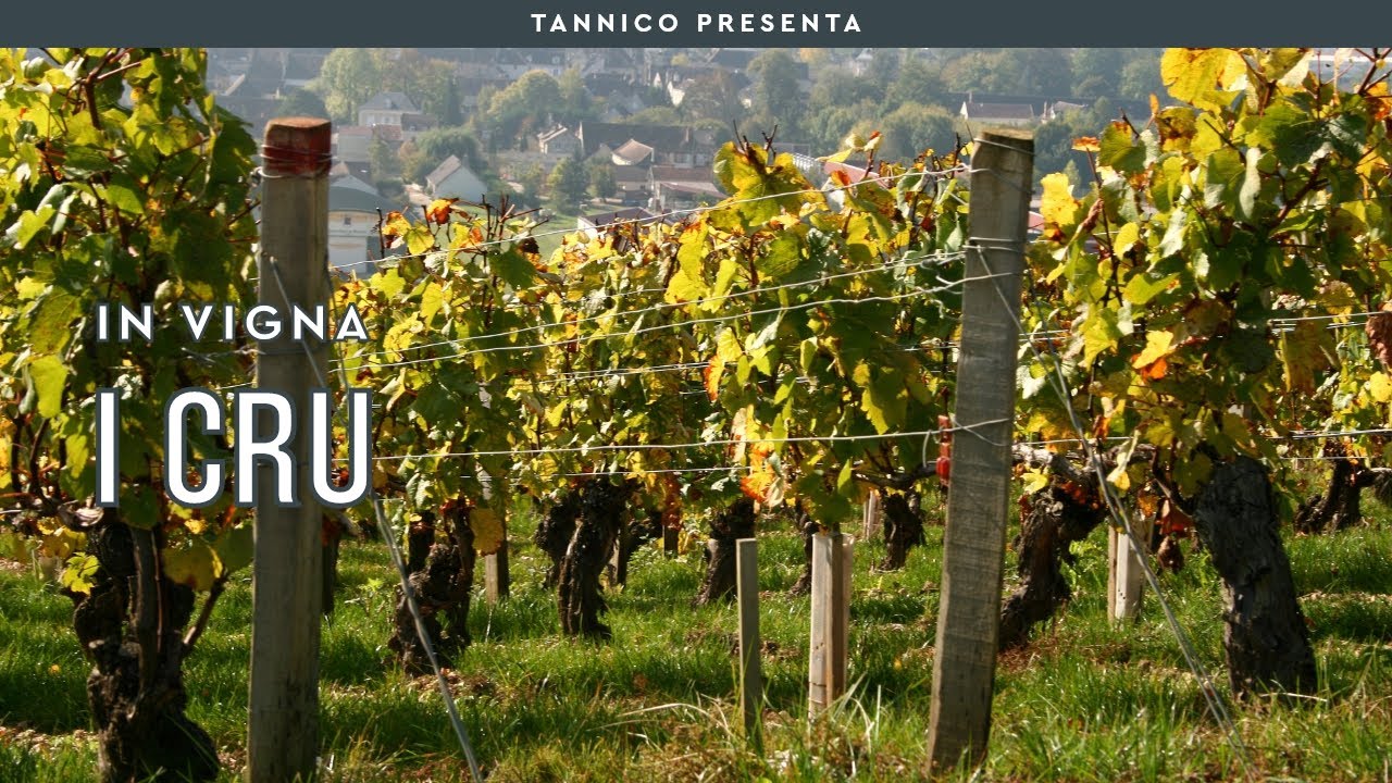 Il significato di Cru | Tannico Flying School