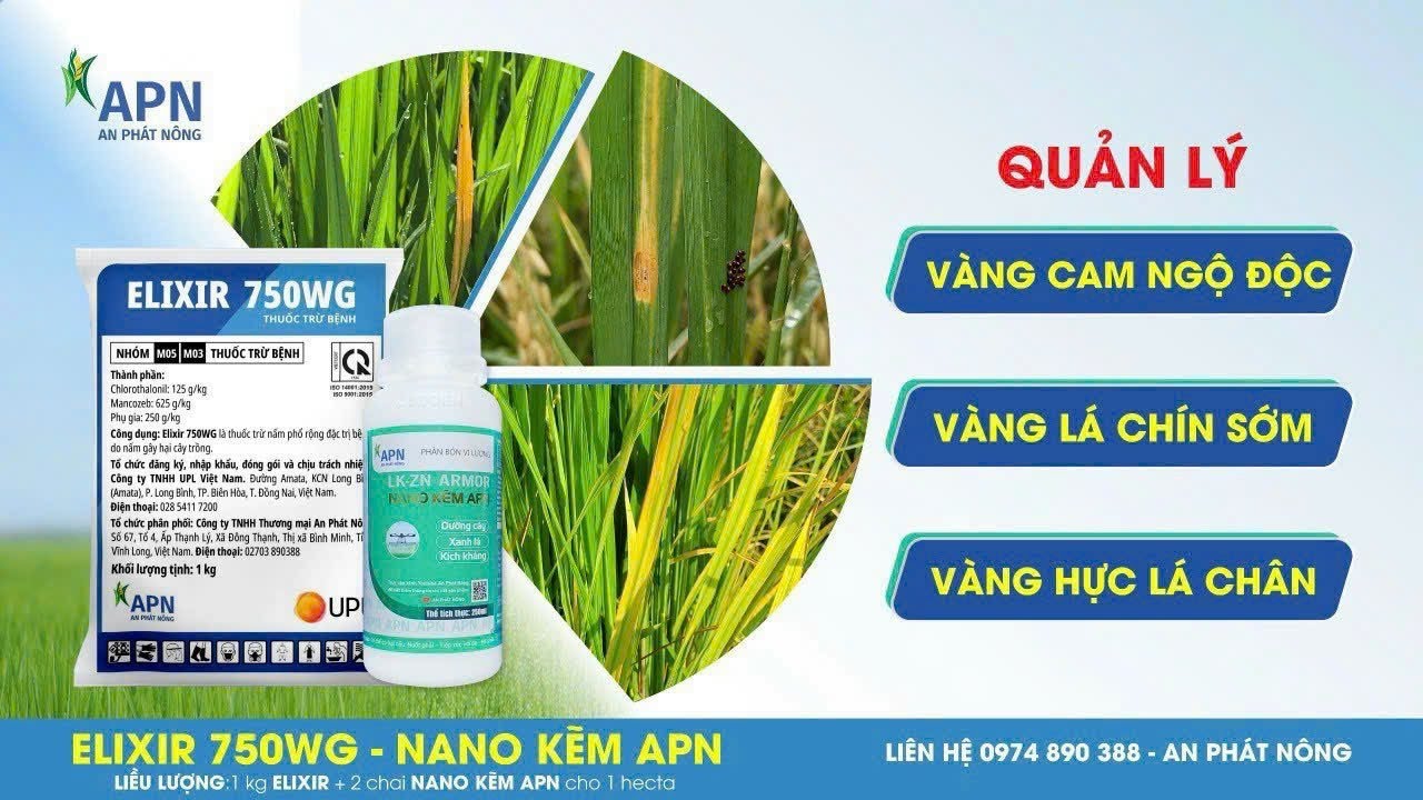 APN - 3 CÔNG THỨC QUẢN LÝ VÀNG LÁ LÚA | VÀNG HỰC LÁ CHÂN, VÀNG CAM NGỘ ĐỘC, VÀNG LÁ CHÍN SỚM