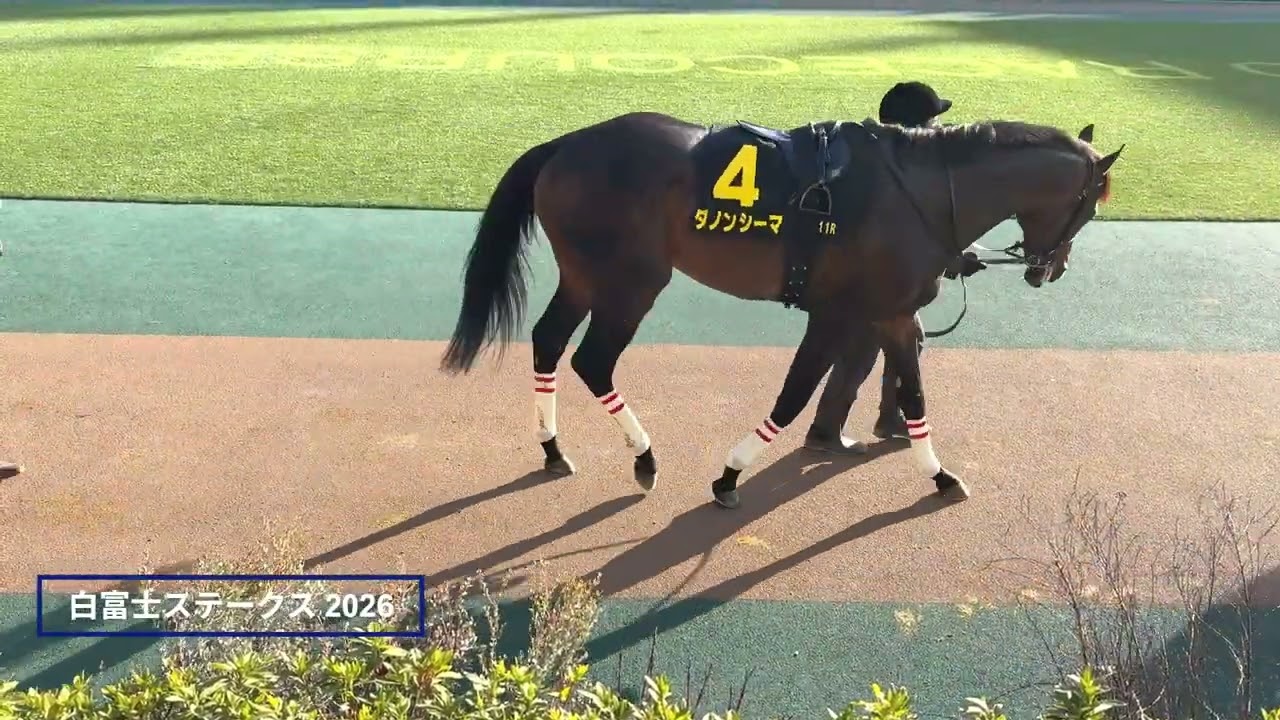 2026年 白富士ステークス | ダノンシーマ | ヴィレム | パドック 現地映像 全頭 | 東京競馬場