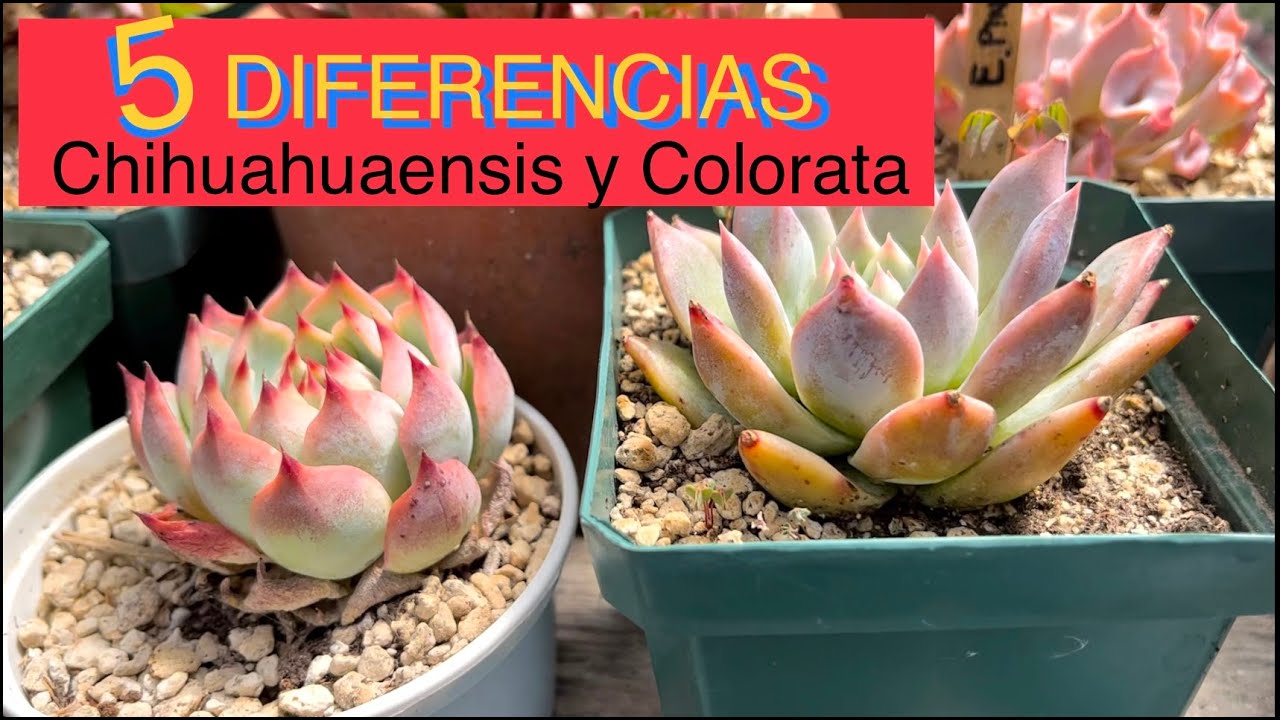 5 Diferencias entre Chihuahuaensis y Colorata