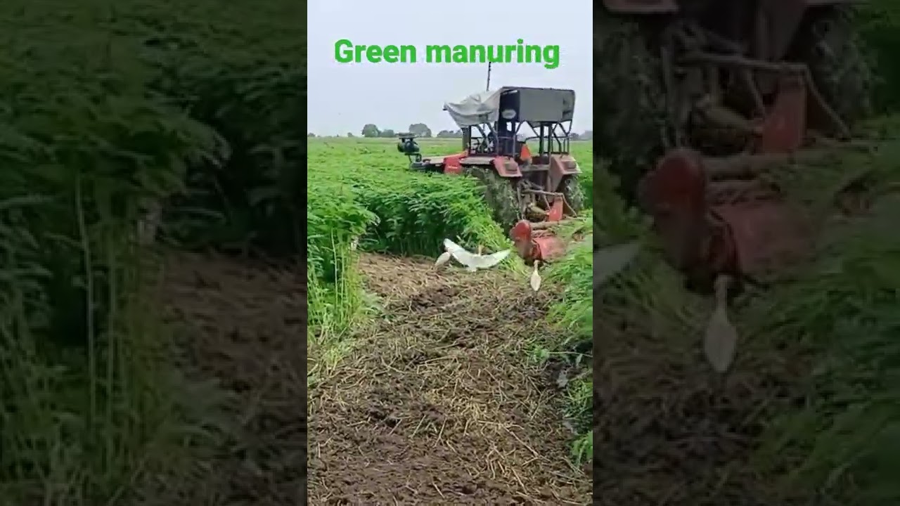 Green manure is beneficial for soil.