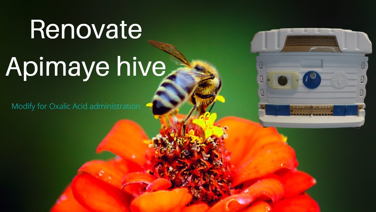 Apimaye Renovation and modification,new changes for oxalic acid administration