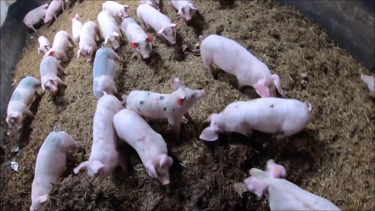 Aktualna sytuacja w chlewni/Kula