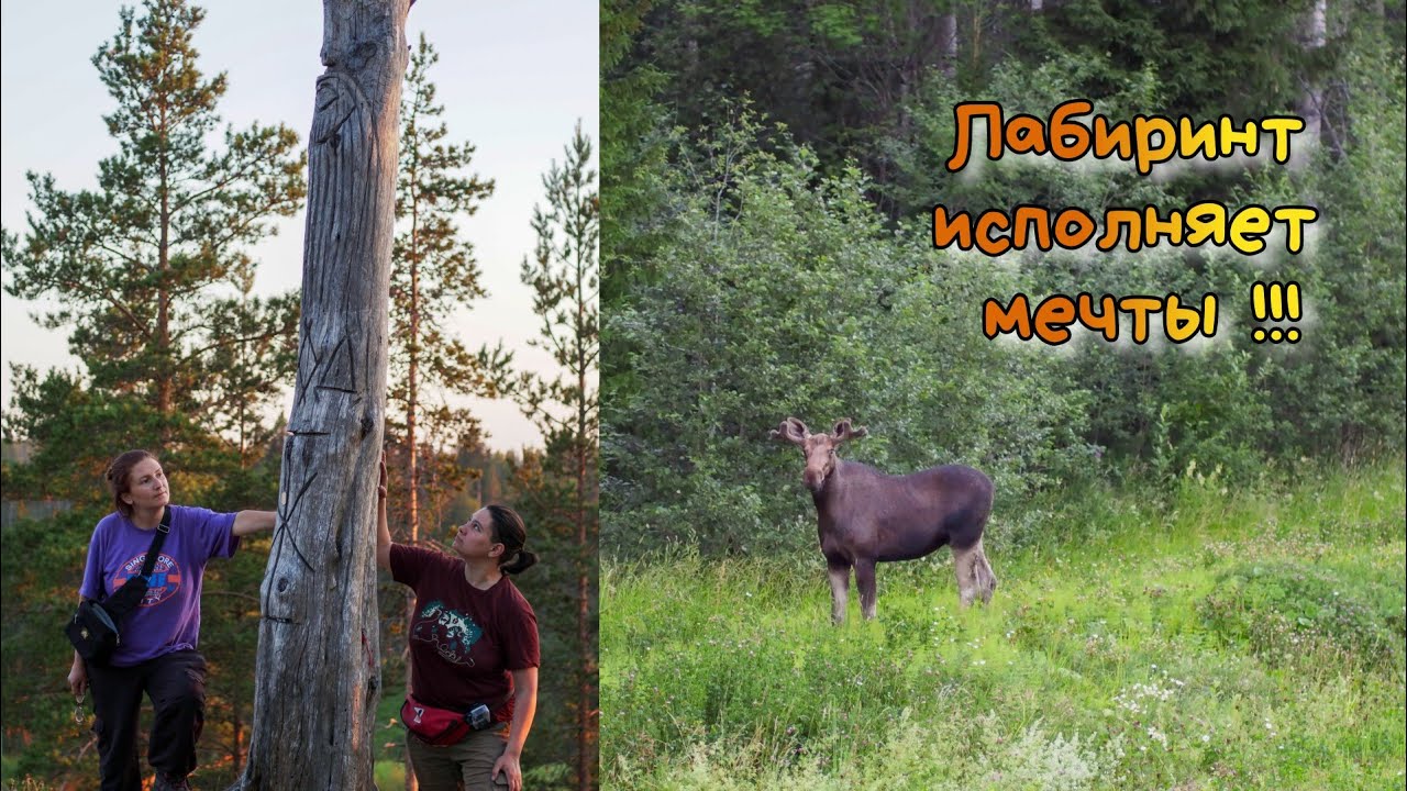 Лабиринт исполняет мечты!Maze makes dreams come true