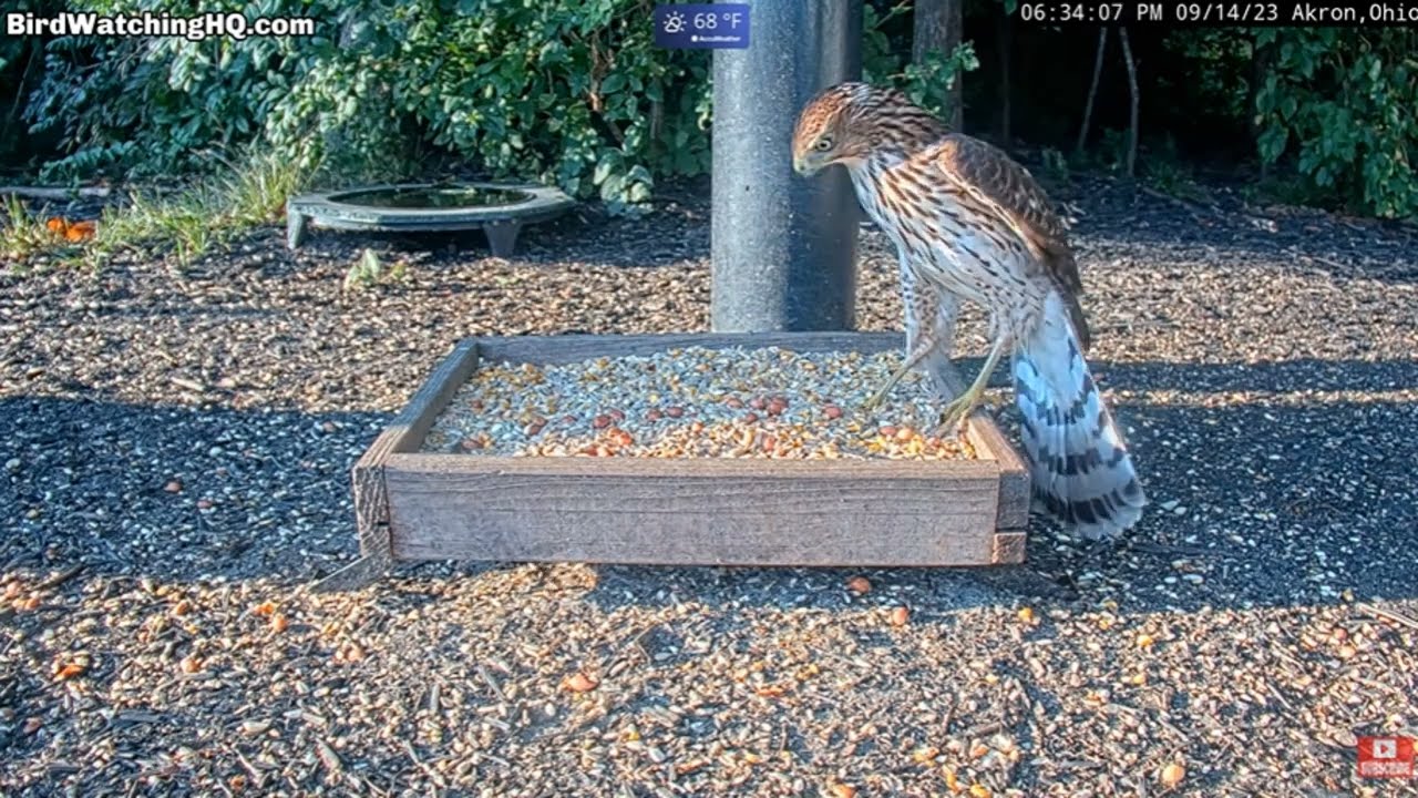 Coopers Hawk Hunts Chipmunk 🐿️ ... Bird Watching HQ Akron, OH