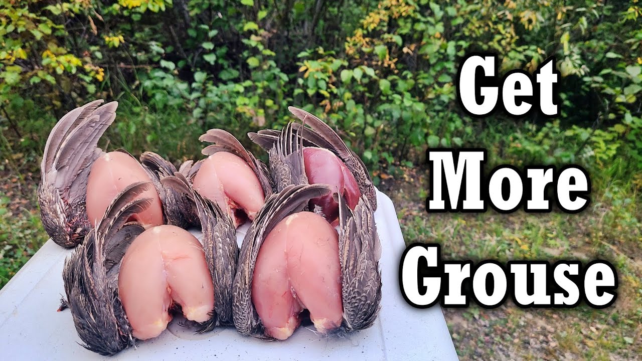 Grouse Hunting  - How to Get More Birds