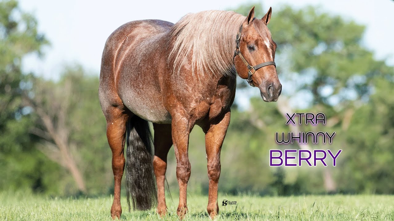 Xtra Whinny Berry