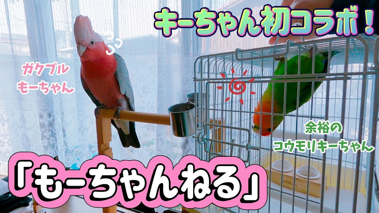 初めて他の鳥に会ったキーちゃんの態度が衝撃的だった