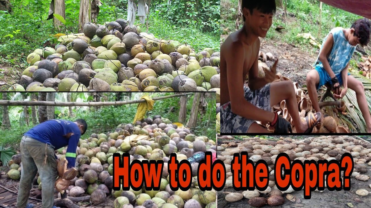 Copra Making process|step by step#QuezonProvince Phil.