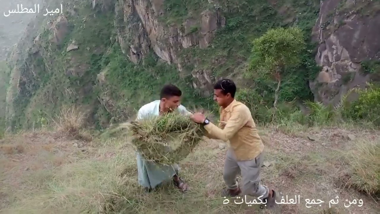 موسم العلان في ريف اليمن