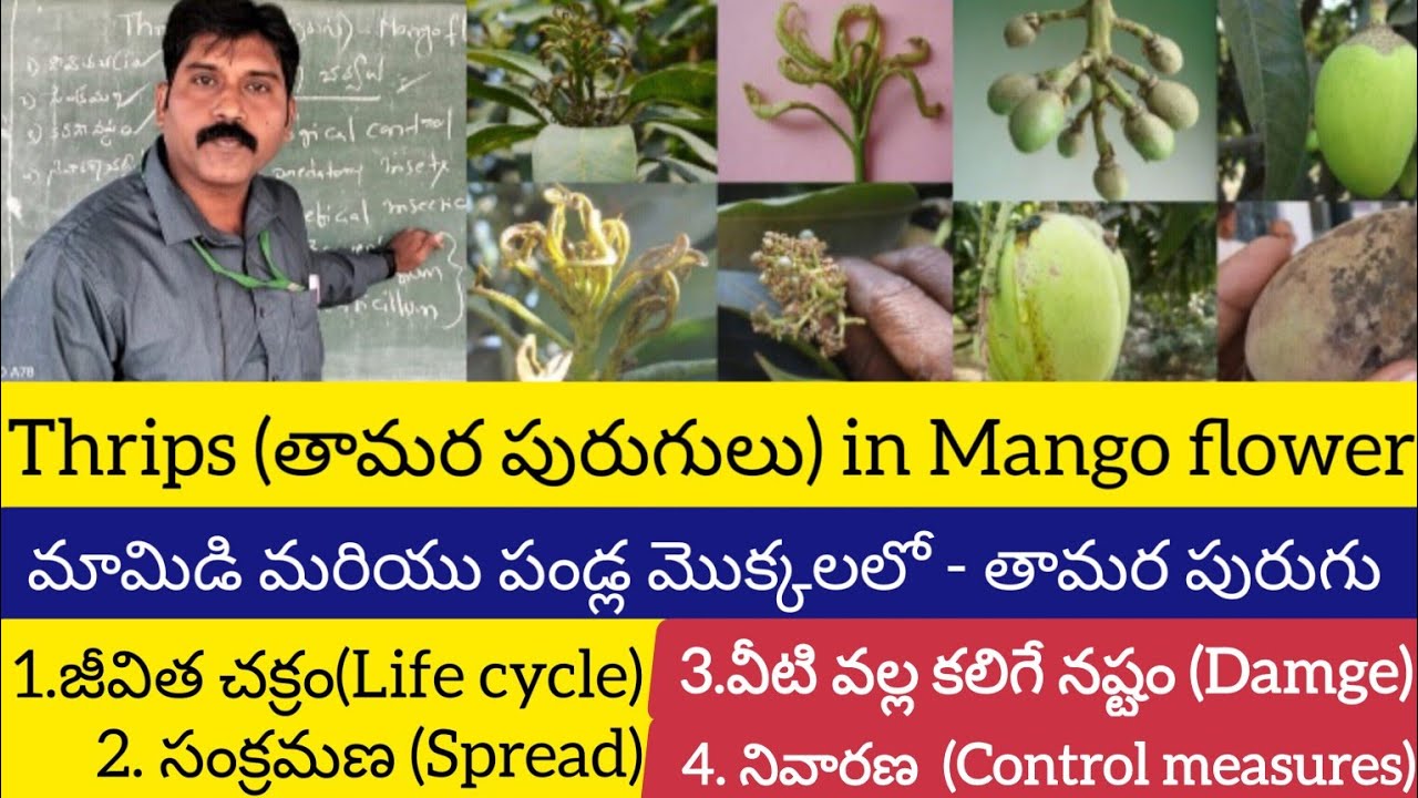 మామిడి(Mango)/పండ్ల మొక్కలలో -తామర పురుగు (Thrips)-గురించి పూర్తి విశ్లేషణ /Treatment By Dr.RSS.