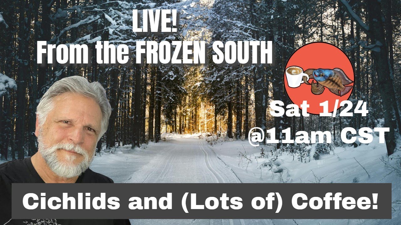 Let's Stay In, Keep Warm, and Talk about Keeping Tropical Fish (While the Outside World Freezes)!