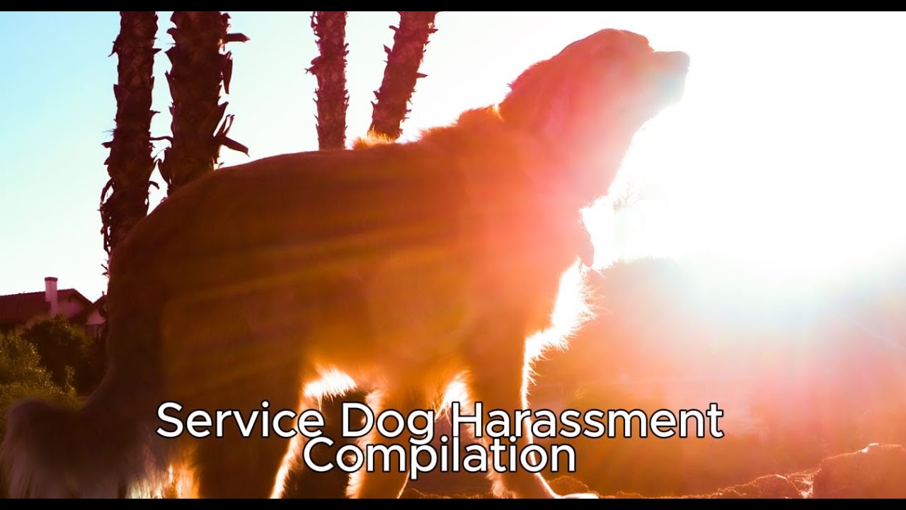 Service Dog Harassment Compilation {Part #1} (Read Description for more information)