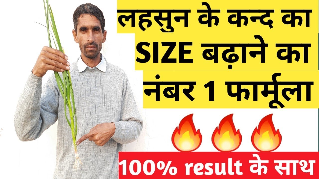 लहसुन में साइज बढ़ाने की दवा | lahsun k kand mota karne ki dawa | lahsun ki kheti | lahsun m thrips