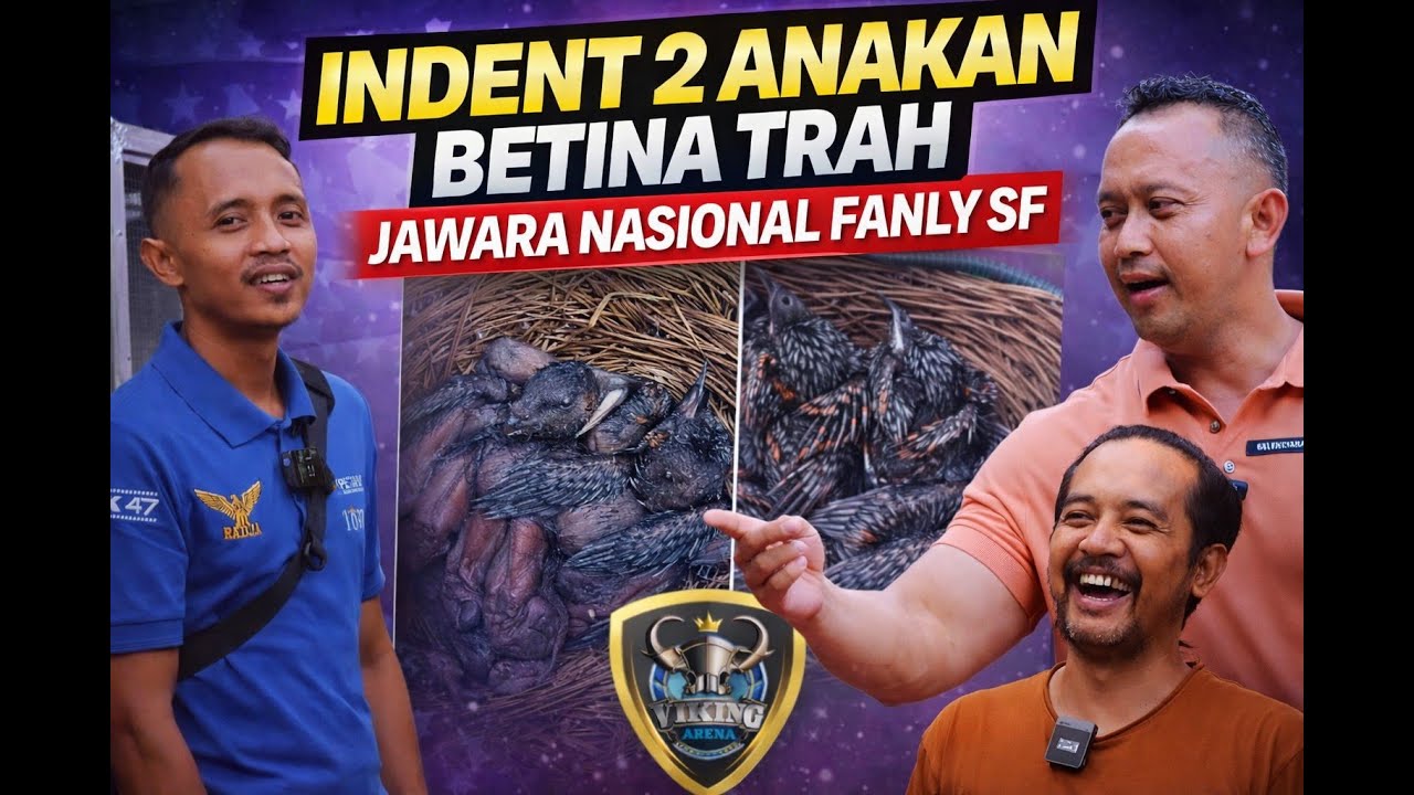 INDENT 2 EKOR BETINA TRAH JAWARA NASIONAL LANGSUNG KEPETERNAKAN FANLY SF