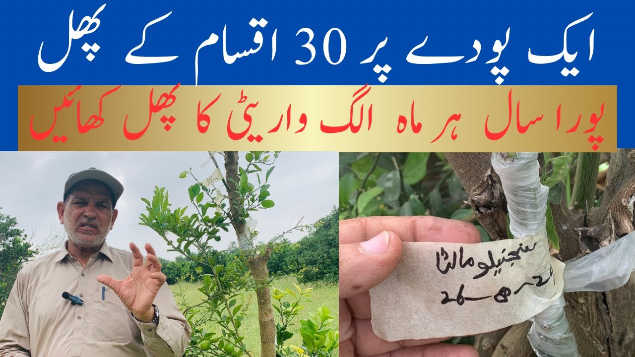 ایک پودے پر 30  اقسام کے پھل | citrus par different type ki grafting kar ky plant tyar Karin