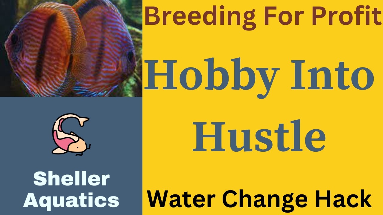 Turn Your Fish Room into a Money-Making Machine! Ultimate Water Change System Revealed