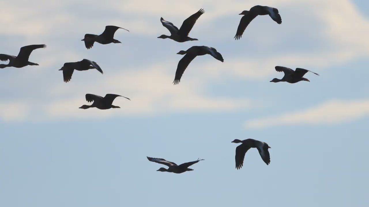 Pantanal. Revoada de aves