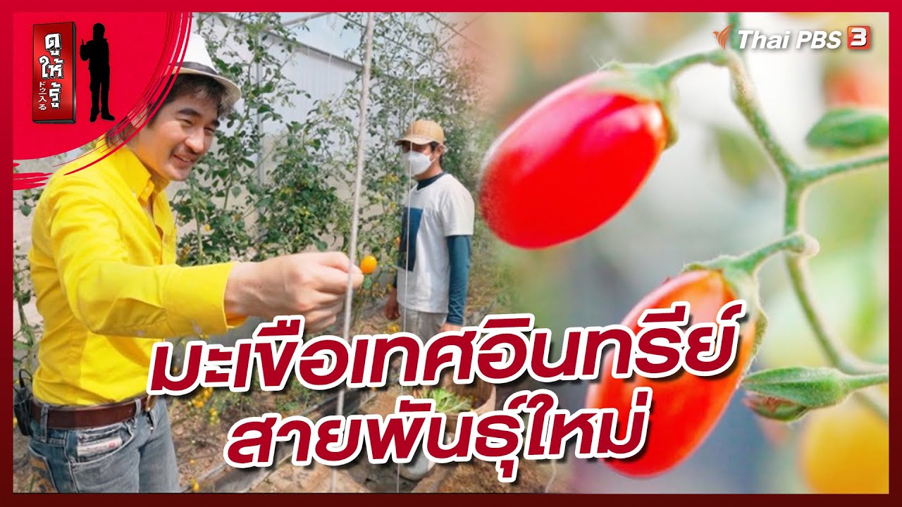 มะเขือเทศอินทรีย์สายพันธุ์ใหม่ เกิดขึ้นแล้วที่กำแพงเพชร | ดูให้รู้ Dohiru [CC]