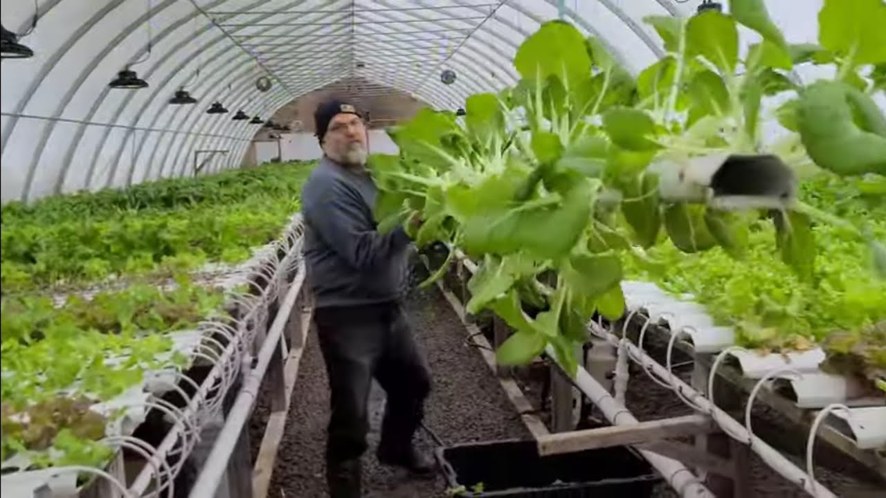 HOW WE HARVEST IN OUR HYDROPHONIC NFT SYSTEM