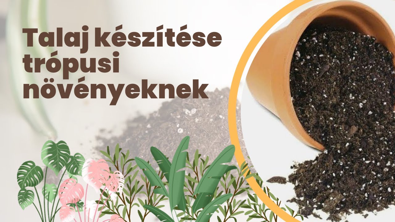 Talaj készítése trópusi szobanövények átültetéséhez | perlit + kókuszrost | #LetsLeaf