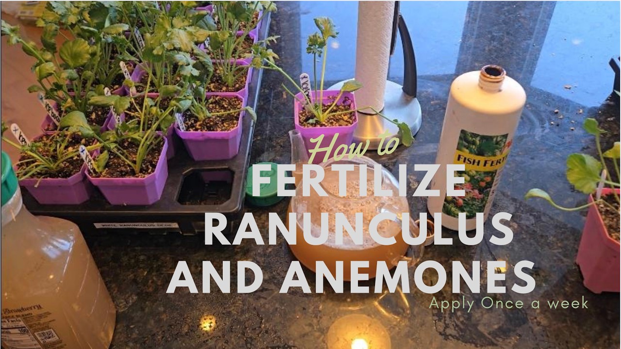 Feb 10  2026 Ranunculus and Anemone update and This is how I Fertilize them weekly.