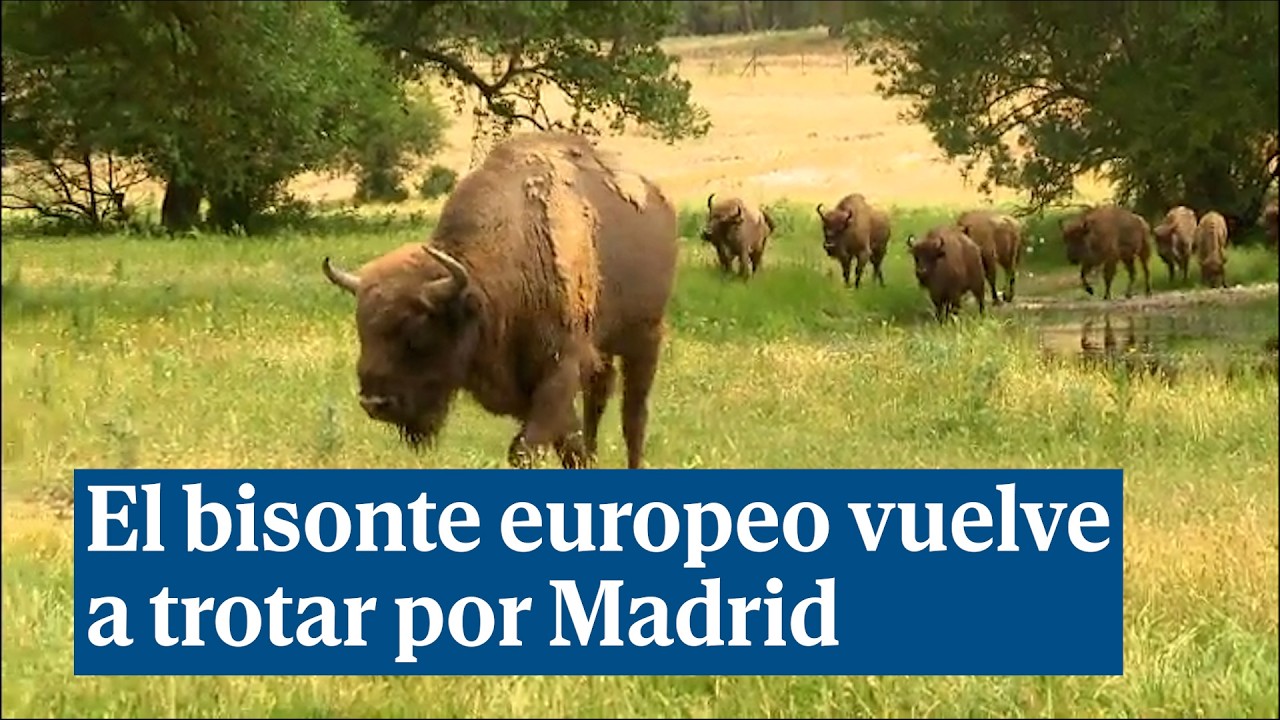 El bisonte europeo ser&aacute; el protagonista de una reserva natural en Madrid