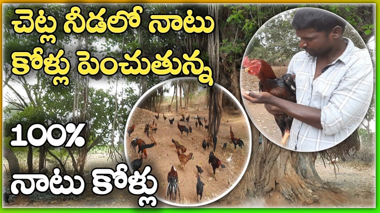 చెట్ల నీడలో స్వచ్ఛమైన గ్రామీణ నాటు కోళ్లు|village natu kollu|village Natukollu in telugu |