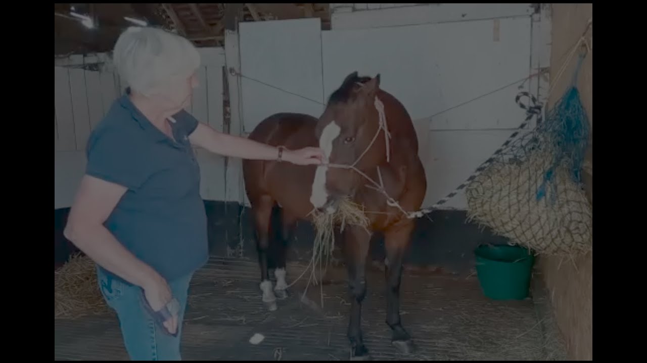 My horse is so sweet but also bites and it aggressive please help!!