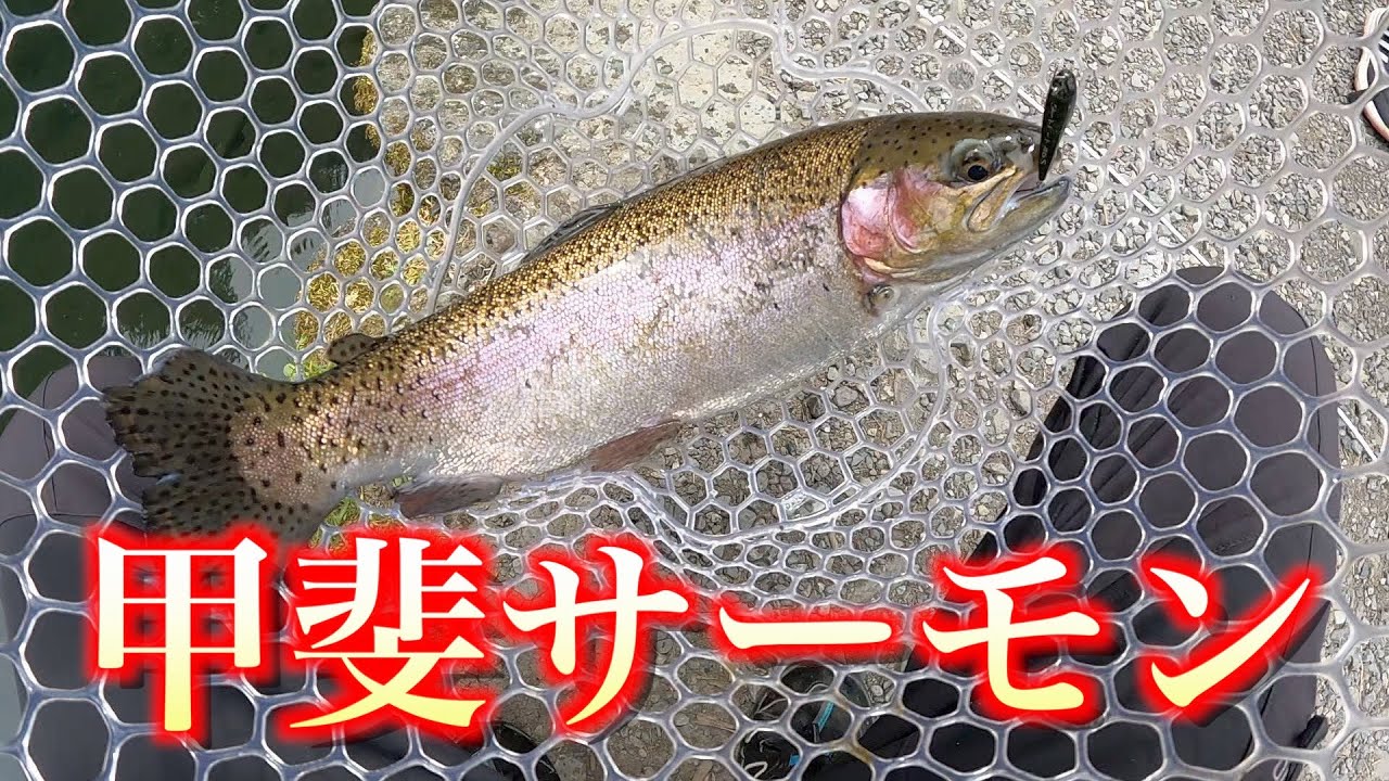 【甲斐サーモン】食べて美味しいブランド鱒が釣れる場所へ