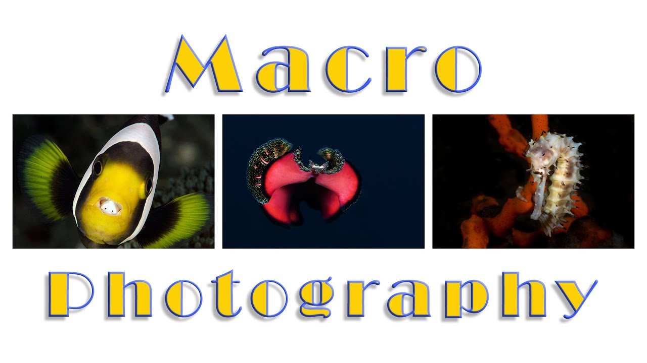 How to do underwater macro photography ?