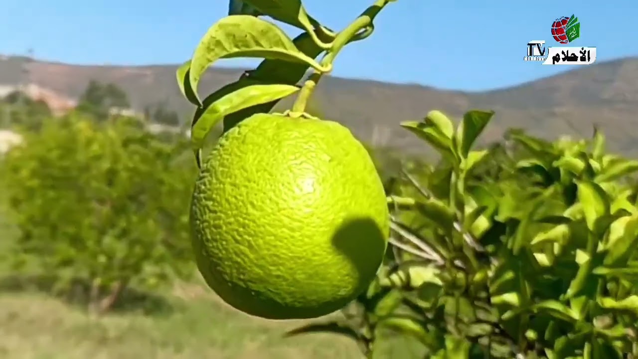 عمي جمال فلاح يعشق الحمضيات