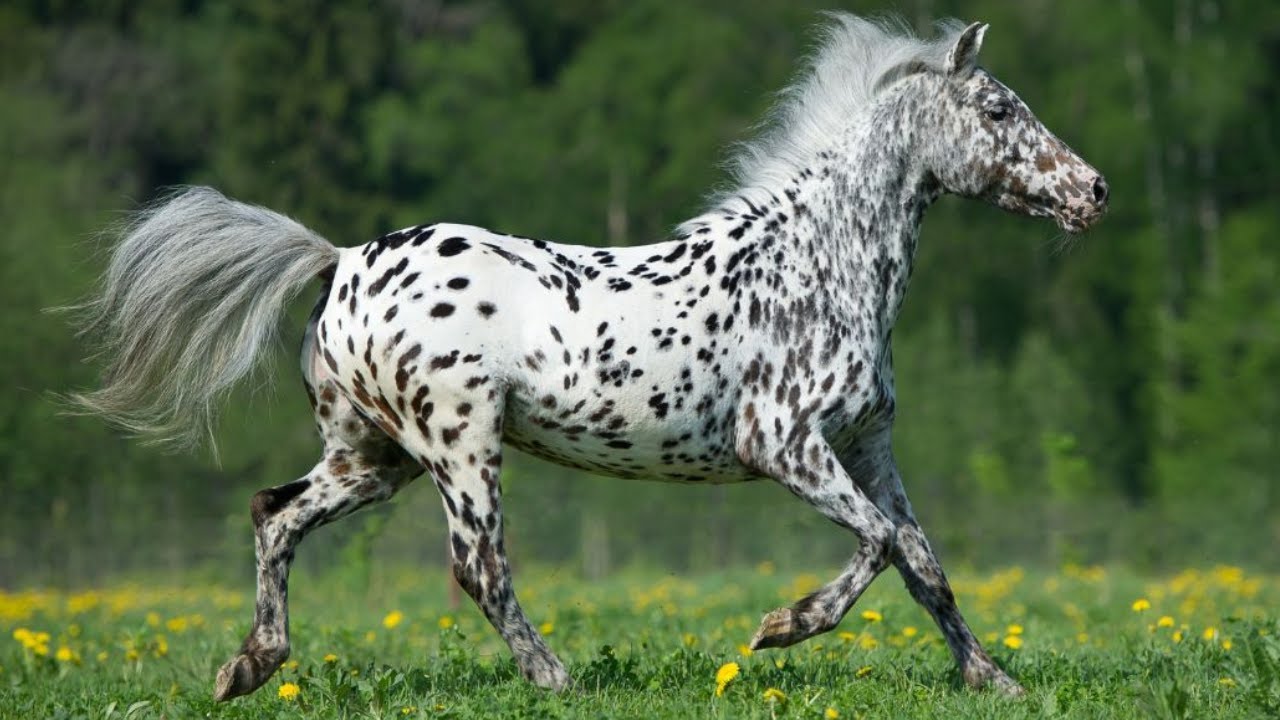Get to know the American Appaloosa horse breed (spotted horse).